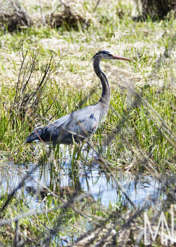 Meghan Nelson Blue Stork Grand Teton Landscape Nature FAPOS