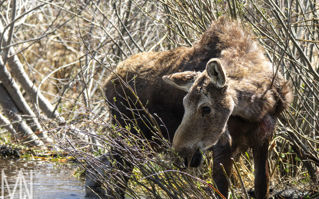 Grand Teton National Park – FAPOS