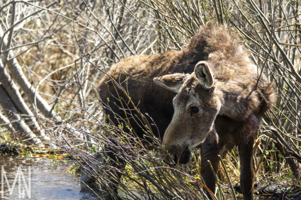 Meghan Nelson Little Moose Grand Teton Landscape Nature FAPOS