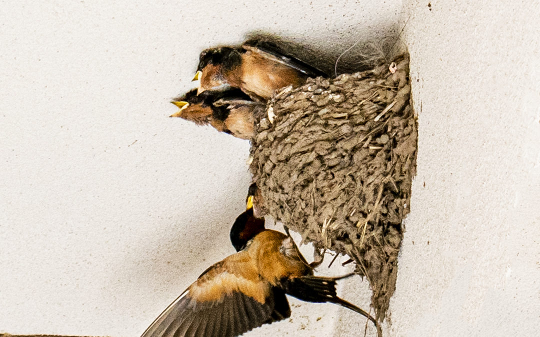 Baby Barn Swallows