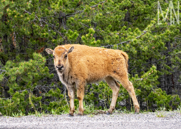 Meghan Nelson Yellowstone Baby Bison Walking Wildlife