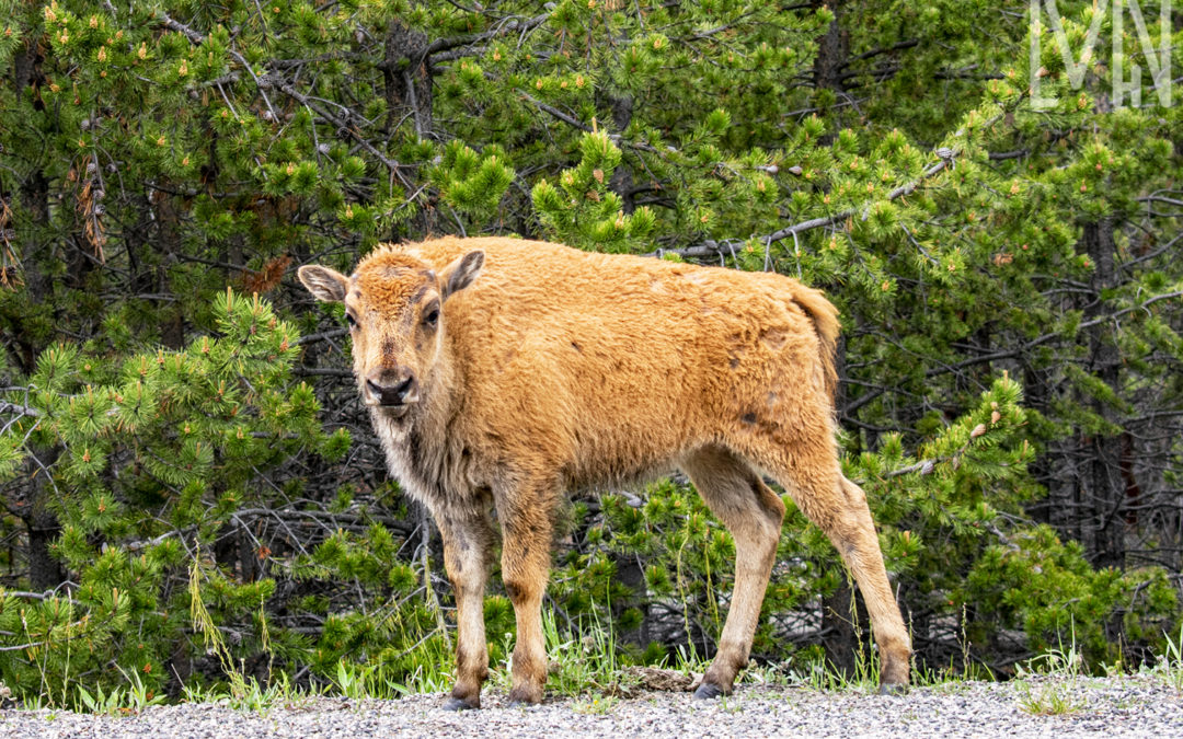 Yellowstone Wildlife