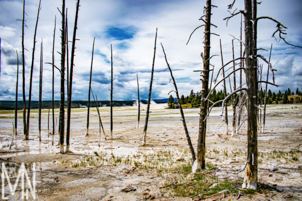 Meghan Nelson Yellowstone Boiled Trees Personal Style Project