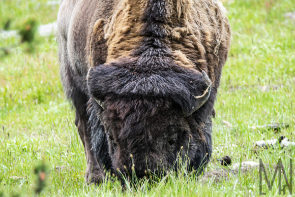 Meghan Nelson Yellowstone Buffalo Bison Eating Wildlife Personal Style Project