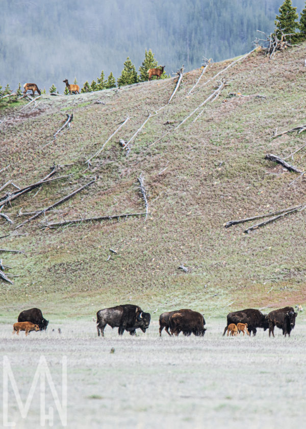 Meghan Nelson Yellowstone Buffalo Bison Elk Wildlife Personal Style Project