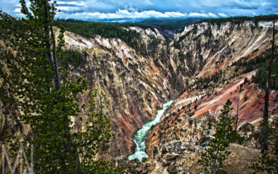 Yellowstone Landscapes and Plant Life