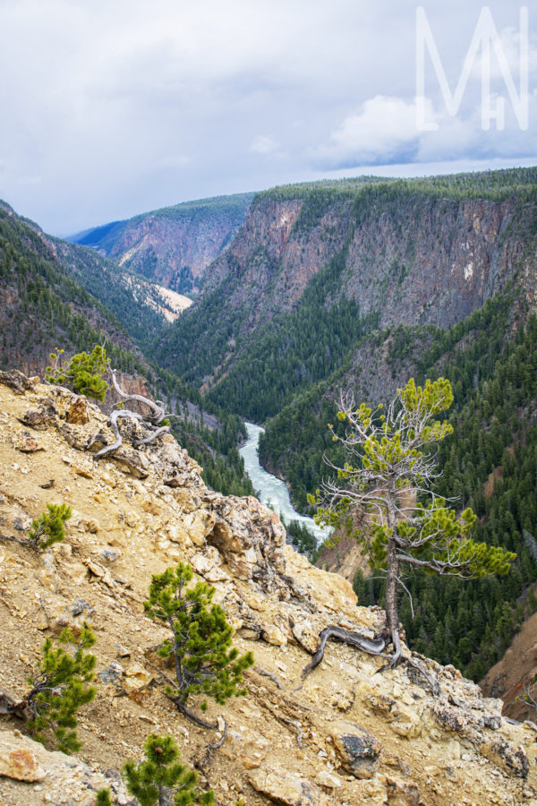 Meghan Nelson Yellowstone Canyon Tree Personal Style Project