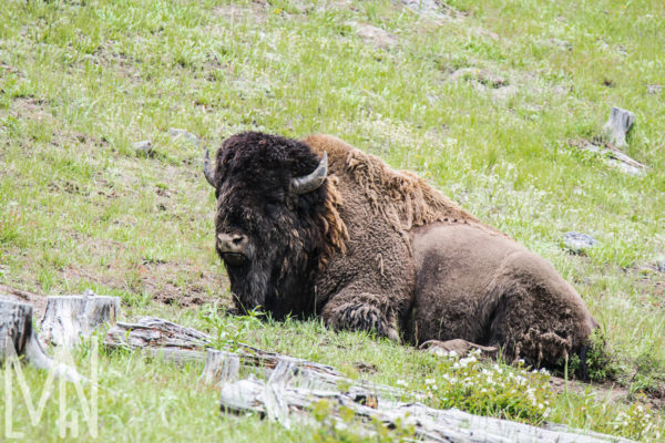 Meghan Nelson Yellowstone Casual Sleepy Bison Buffalo Wildlife Personal Style Project