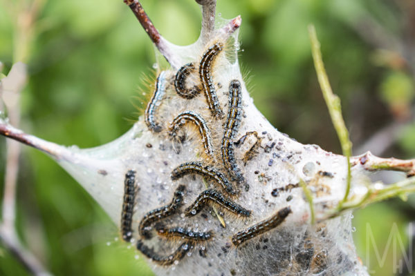 Meghan Nelson Yellowstone Caterpillars Wildlife Personal Style Project