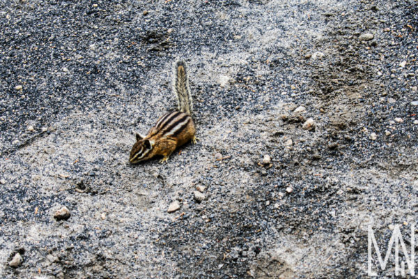 Meghan Nelson Yellowstone Chipmunk Wildlife Personal Style Project