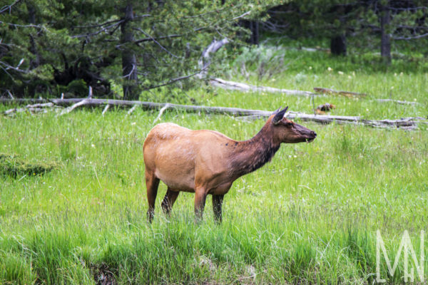 Meghan Nelson Yellowstone Cow Elk Eating Wildlife