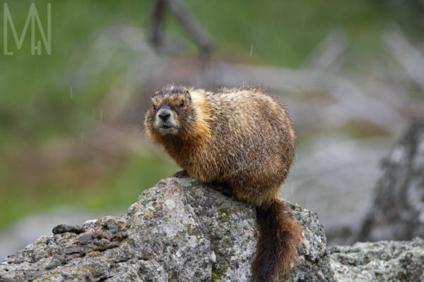 Meghan Nelson Yellowstone Marmot Wildlife Personal Style Project