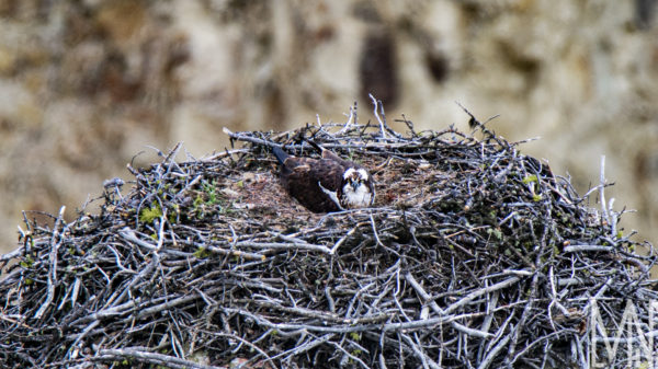 Meghan Nelson Yellowstone Osprey Wildlife Nest