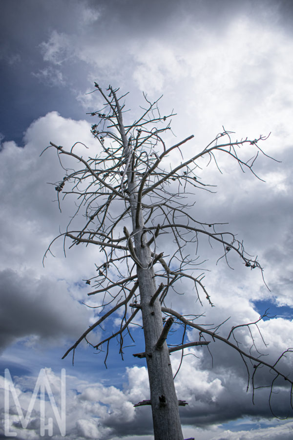 Meghan Nelson Yellowstone Petrified Tree Personal Style Project