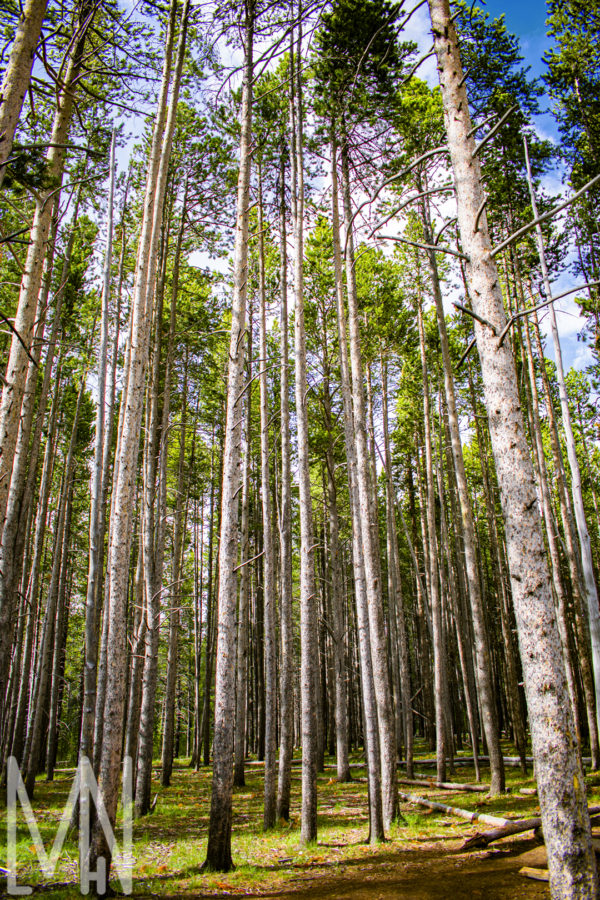 Meghan Nelson Yellowstone Trees Pine Personal Style Project