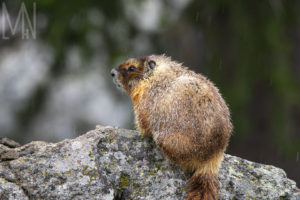 Meghan Nelson Yellowstone Whistle Pig Marmot Wildlife