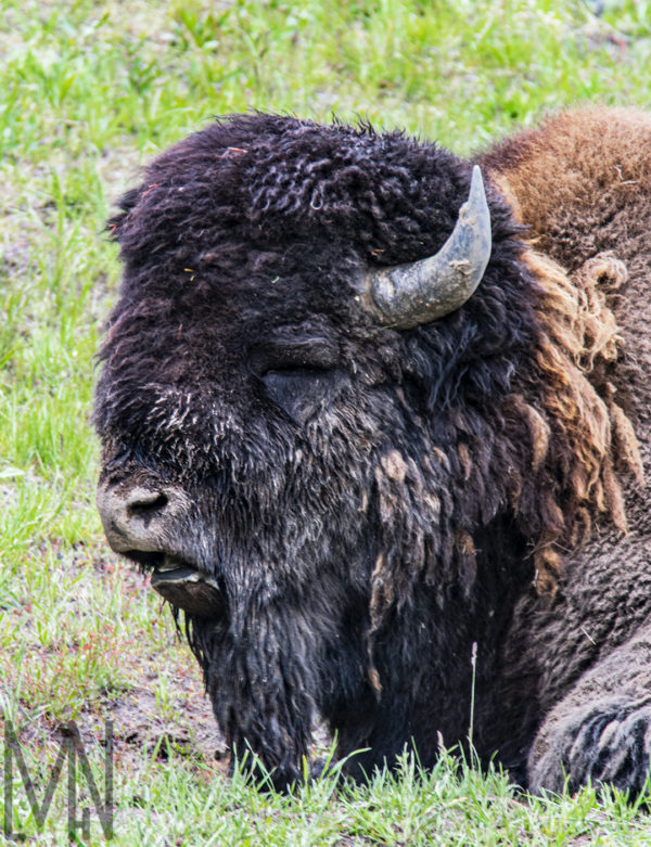 Meghan Nelson Yellowstone Yawning Buffalo Bison Wildlife Personal Style Project
