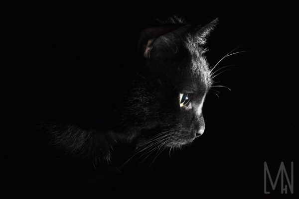 Hal Meghan Nelson Black Cat SQUIBB