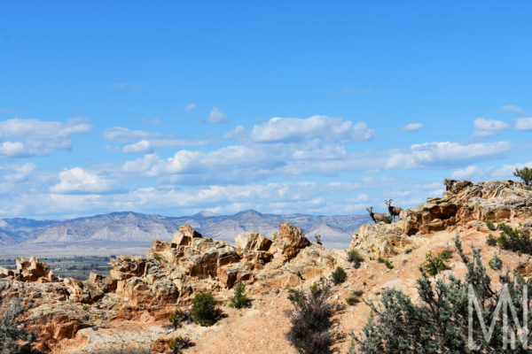 Meghan Nelson Colorado National Monument Bighorn Sheep Landscape