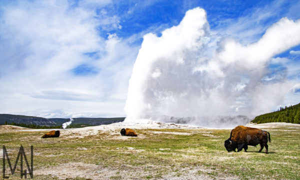 Meghan_L_H_Nelson_MLHN_Yellowstone_Buffalo_Old_Faithful_Erupting