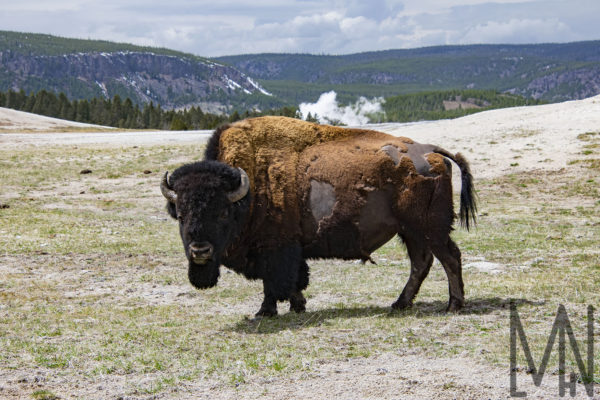 Meghan_L_H_Nelson_MLHN_Yellowstone_Buffalo_Old_Faithful_Walking_Full