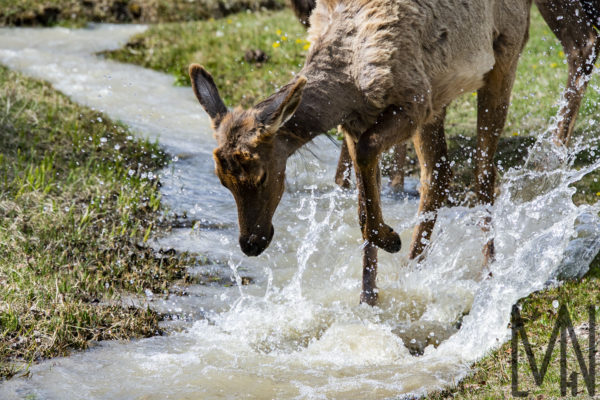 Meghan_L_H_Nelson_MLHN_Yellowstone_Mammoth_Hot_Springs_Elk_Bath_Water