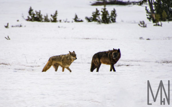 Meghan_L_H_Nelson_MLHN_Yellowstone_Wolves_Yellow_Eyes_Couple_Pair