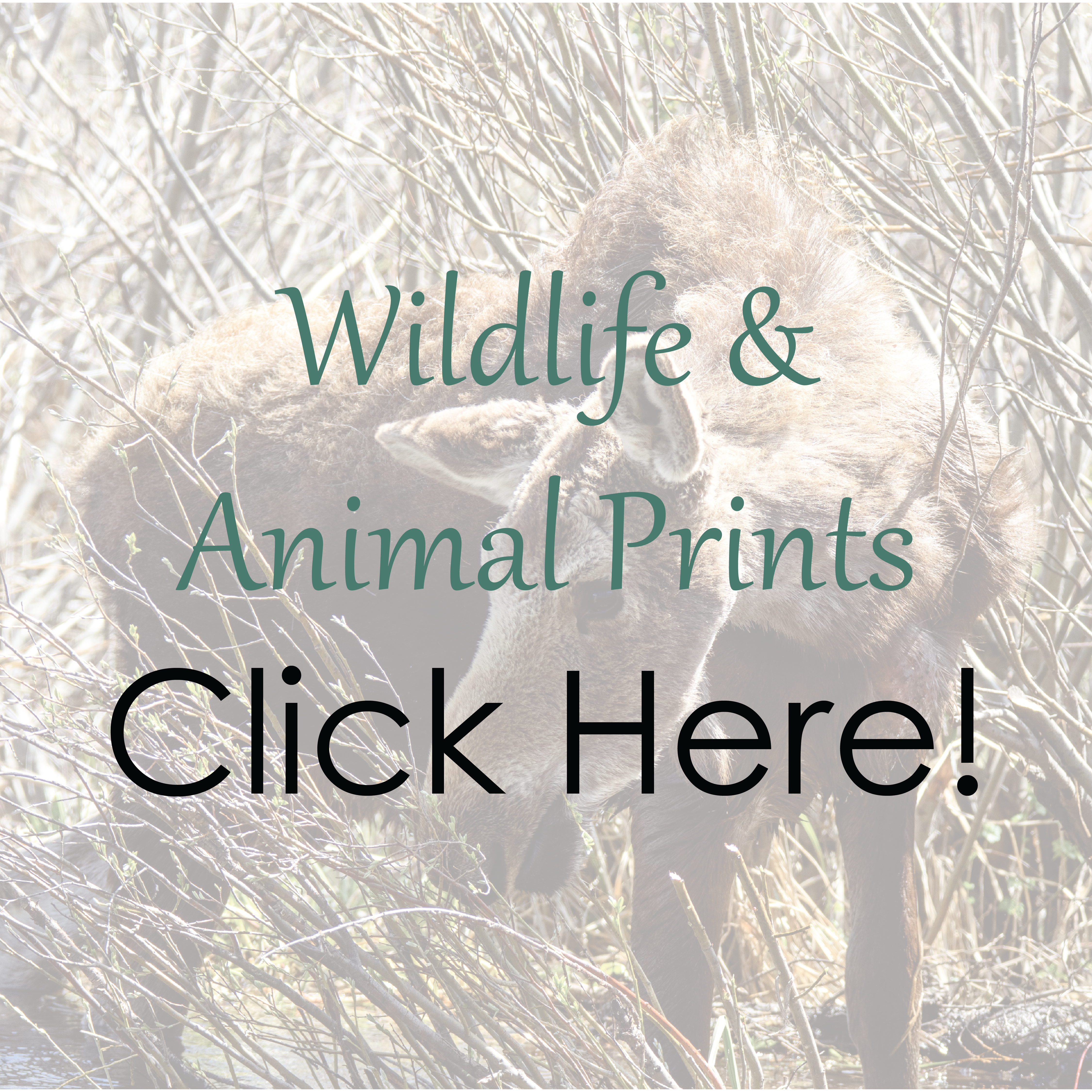 Wildlife & Animal Prints
